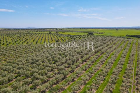 Landejendom i Fronteira, Portalegre, Fronteira - € 999.000 | Ref: FG792 - foto 11