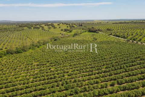 Landejendom i Fronteira, Portalegre, Fronteira - € 999.000 | Ref: FG792 - foto 12