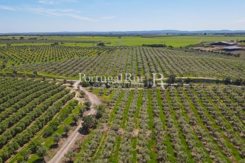 Landejendom i Fronteira, Portalegre, Fronteira - € 999.000 | Ref: FG792 - foto 13