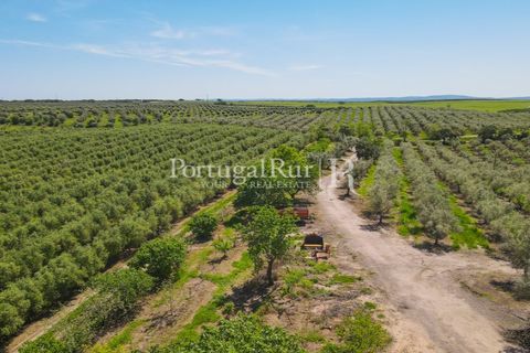 Landejendom i Fronteira, Portalegre, Fronteira - € 999.000 | Ref: FG792 - foto 14