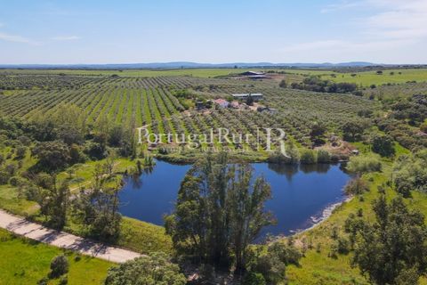 Landejendom i Fronteira, Portalegre, Fronteira - € 999.000 | Ref: FG792 - foto 16