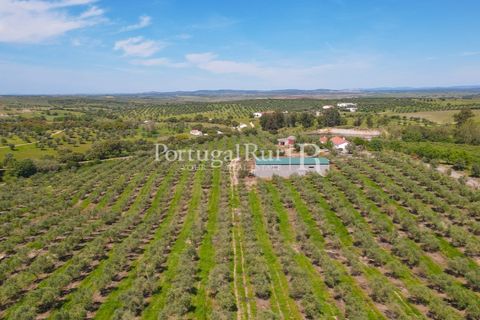 Landejendom i Fronteira, Portalegre, Fronteira - € 999.000 | Ref: FG792 - foto 17