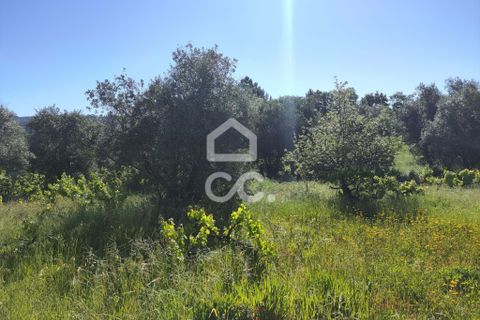 Helårsgrund i Alvaiazere, Leiria, Alvaiazere - € 30.000 | Ref: 385/T/00693 - foto 5