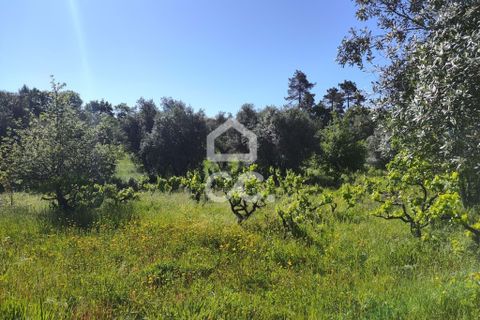 Helårsgrund i Alvaiazere, Leiria, Alvaiazere - € 30.000 | Ref: 385/T/00693 - foto 9