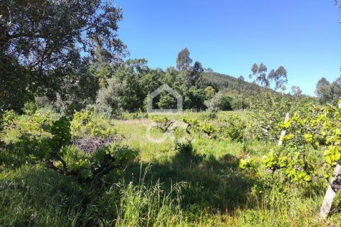 Helårsgrund i Alvaiazere, Leiria, Alvaiazere - € 30.000 | Ref: 385/T/00693 - foto 12