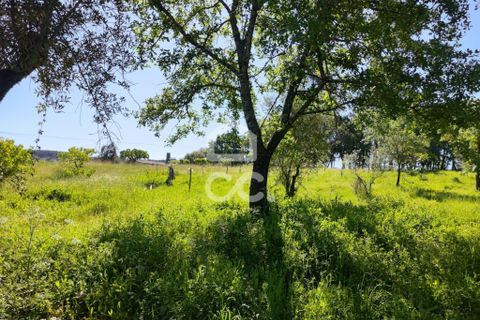 Helårsgrund i Alvaiazere, Leiria, Alvaiazere - € 30.000 | Ref: 385/T/00693 - foto 14