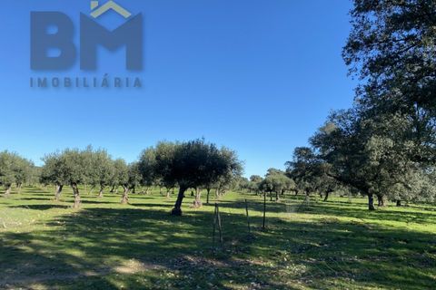 Tomt i Escalos de Baixo, Castelo Branco, Escalos de Baixo - € 190 000 | Ref: 4583 - foto 34