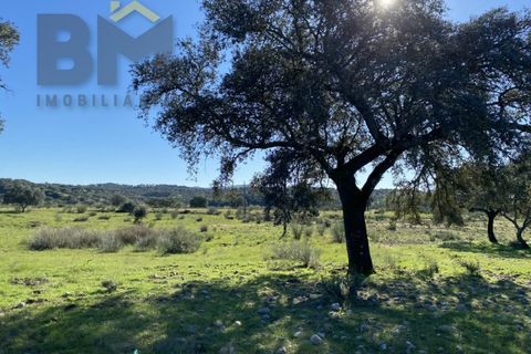 Tomt i Escalos de Baixo, Castelo Branco, Escalos de Baixo - € 190 000 | Ref: 4583 - foto 40