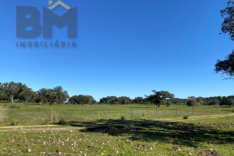 Tomt i Escalos de Baixo, Castelo Branco, Escalos de Baixo - € 190 000 | Ref: 4583 - foto 41