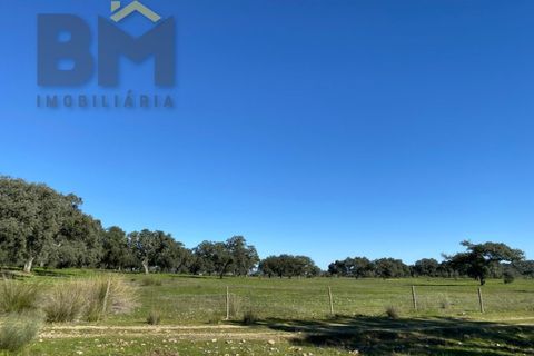 Tomt i Escalos de Baixo, Castelo Branco, Escalos de Baixo - € 190 000 | Ref: 4583 - foto 43