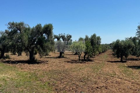 Helårsgrund i Carovigno, Brindisi, Carovigno - € 95.000 | Ref: LM10 - foto 19