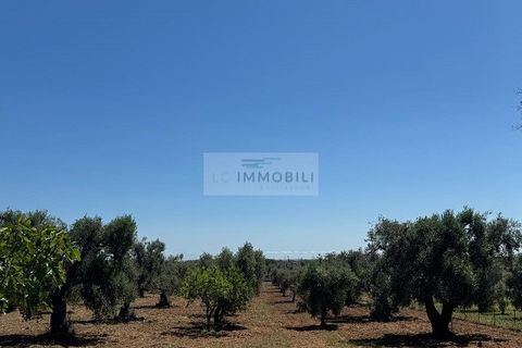 Helårsgrund i Carovigno, Brindisi, Carovigno - € 95.000 | Ref: LM10 - foto 21
