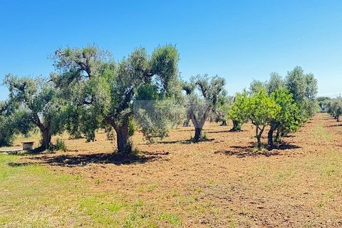 Helårsgrund i Carovigno, Brindisi, Carovigno - € 95.000 | Ref: LM10 - foto 8