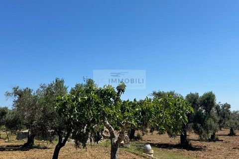 Helårsgrund i Carovigno, Brindisi, Carovigno - € 95.000 | Ref: LM10 - foto 16