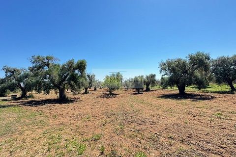 Helårsgrund i Carovigno, Brindisi, Carovigno - € 95.000 | Ref: LM10 - foto 7