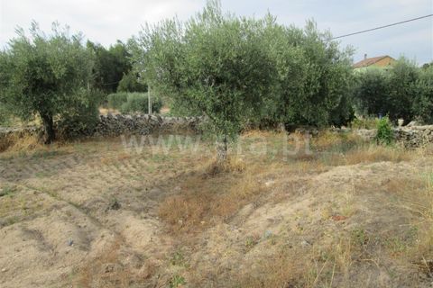 Terra a Covilha, Castelo Branco, Covilha - € 47.000 | Ref: 111220210 - foto 2