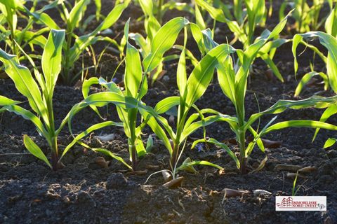 Tomt i Corbetta, Milan, Corbetta - € 85 000 | Ref: TerrenoCorbetta - foto 4