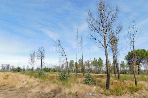 Terra a Seia, Guarda, Seia - € 27.000 | Ref: 382220140 - foto 3