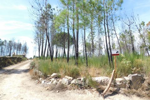 Terra a Seia, Guarda, Seia - € 27.000 | Ref: 382220140 - foto 7
