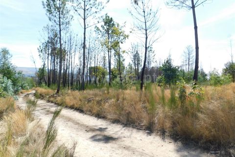 Terra a Seia, Guarda, Seia - € 27.000 | Ref: 382220140 - foto 8