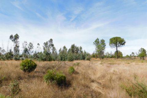 Terra a Seia, Guarda, Seia - € 27.000 | Ref: 382220140 - foto 12