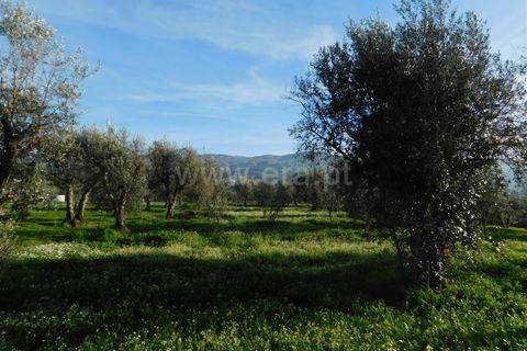 Terra a Gouveia, Guarda, Gouveia - € 13.000 | Ref: 382220178 - foto 2