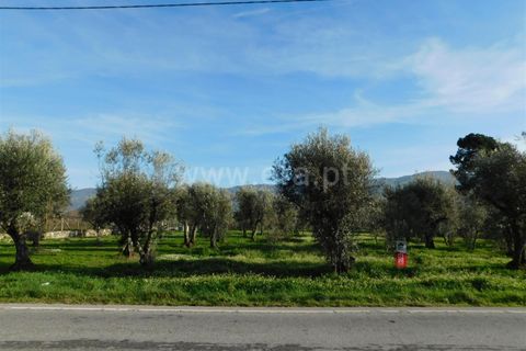 Terra a Gouveia, Guarda, Gouveia - € 13.000 | Ref: 382220178 - foto 3