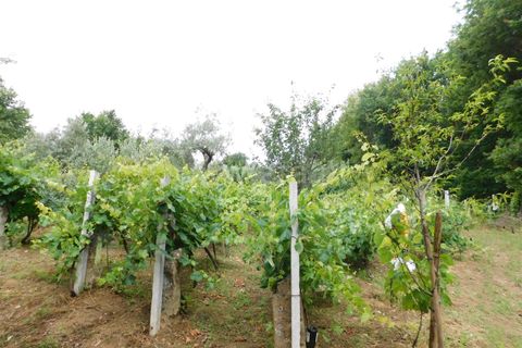 Helårsgrund i Seia, Guarda, Seia - € 17.500 | Ref: 382220337 - foto 4