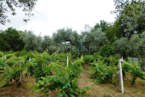 Helårsgrund i Seia, Guarda, Seia - € 17.500 | Ref: 382220337 - foto 6
