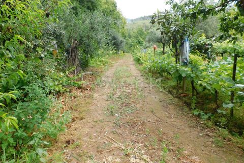 Helårsgrund i Seia, Guarda, Seia - € 17.500 | Ref: 382220337 - foto 8