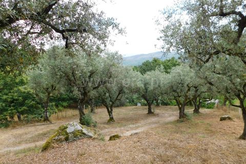 Helårsgrund i Seia, Guarda, Seia - € 17.500 | Ref: 382220337 - foto 13