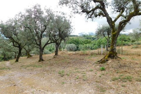 Helårsgrund i Seia, Guarda, Seia - € 17.500 | Ref: 382220337 - foto 18