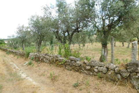 Helårsgrund i Seia, Guarda, Seia - € 18.500 | Ref: 382220393 - foto 6