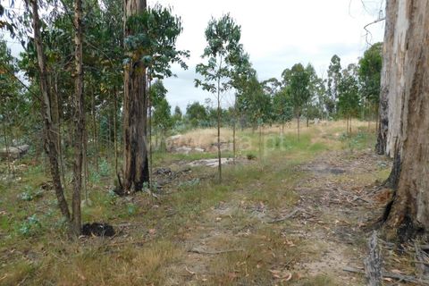 Tomt i Seia, Guarda, Seia - € 30 000 | Ref: 382220306 - foto 2