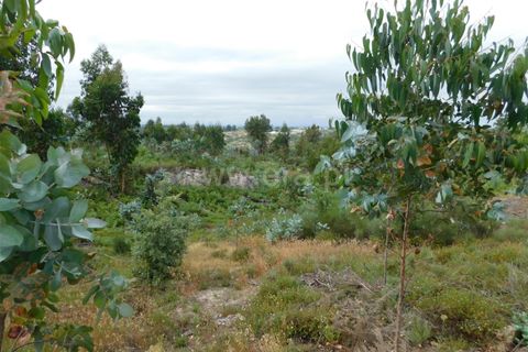 Tomt i Seia, Guarda, Seia - € 30 000 | Ref: 382220306 - foto 4