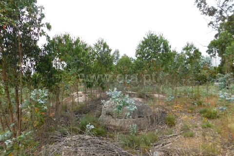 Tomt i Seia, Guarda, Seia - € 30 000 | Ref: 382220306 - foto 15