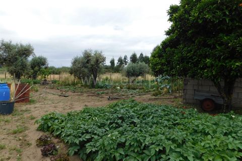 Tomt i Seia, Guarda, Seia - € 30 000 | Ref: 382220306 - foto 31