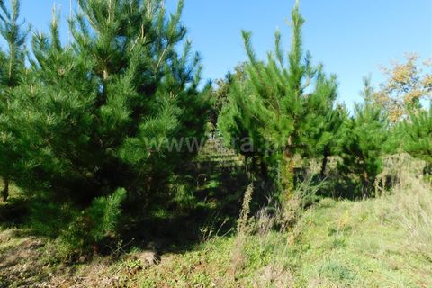 Helårsgrund i Seia, Guarda, Seia - € 16.000 | Ref: 382220477 - foto 5