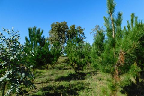 Helårsgrund i Seia, Guarda, Seia - € 16.000 | Ref: 382220477 - foto 9