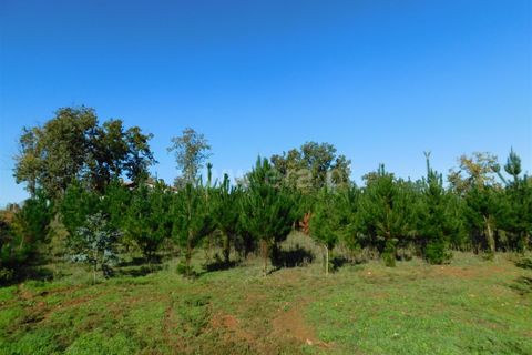 Helårsgrund i Seia, Guarda, Seia - € 16.000 | Ref: 382220477 - foto 10