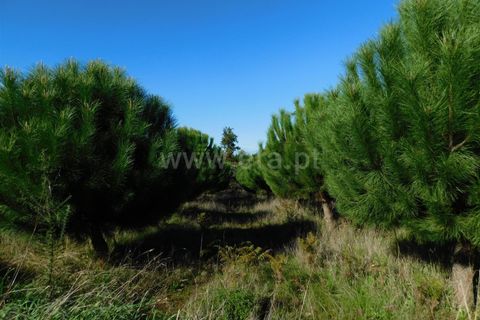 Tomt i Seia, Guarda, Seia - € 80 000 | Ref: 382220478 - foto 4