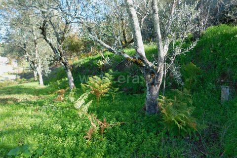 Tomt i Seia, Guarda, Seia - € 17 500 | Ref: 382220046 - foto 8