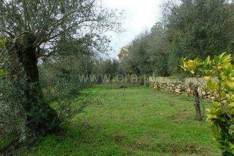 Helårsgrund i Seia, Guarda, Seia - € 49.000 | Ref: 382220509 - foto 17