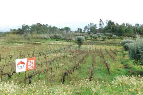 Helårsgrund i Gouveia, Guarda, Gouveia - € 22.500 | Ref: 382230051 - foto 2