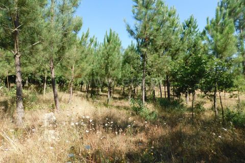 Helårsgrund i Seia, Guarda, Seia - € 16.500 | Ref: 382220007 - foto 2