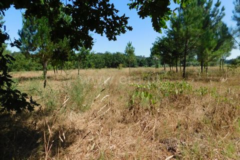 Helårsgrund i Seia, Guarda, Seia - € 16.500 | Ref: 382220007 - foto 6
