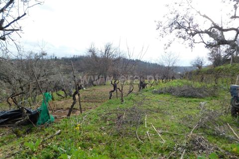 Helårsgrund i Seia, Guarda, Seia - € 56.000 | Ref: 382220015 - foto 5