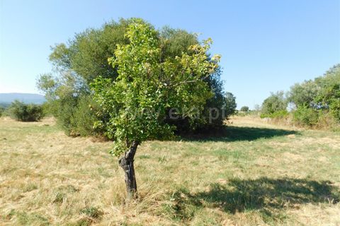 Farm i Covilha, Castelo Branco, Covilha - € 65.000 | Ref: 111220180 - foto 8