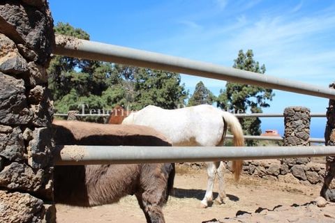 Finca i La Guancha, Tenerife, La Guancha - € 1.200.000 | Ref: 176155 - foto 8