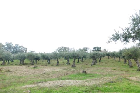 Farm i Fundao, Castelo Branco, Fundao - € 200.000 | Ref: 255180293 - foto 2